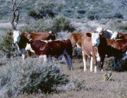 cows in Namibia (©xxx)