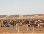 feedlot (©Claus Deblitz)