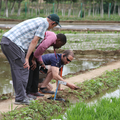 inspection of rice plants