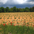 arable stripes greening