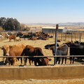 argentinian feedlot