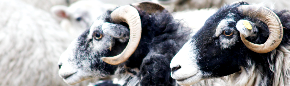 Scottish Blackface Sheep in England