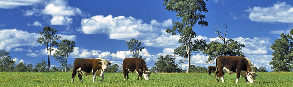 Hereford steers on pasture in Australia