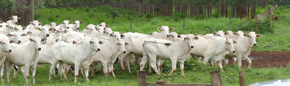 Nelore cattle in silvopastoral system Brazil