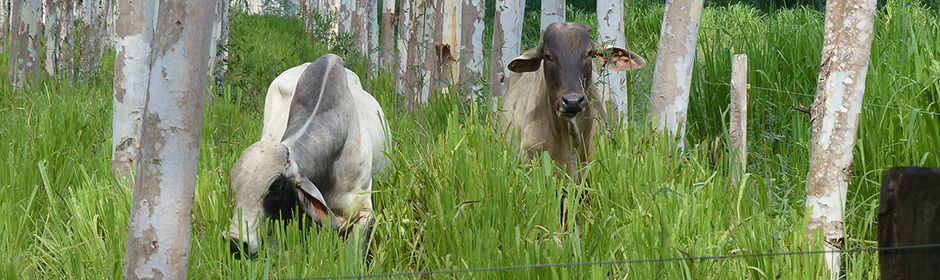 Indicus cattle in silvopastoral system Colombia