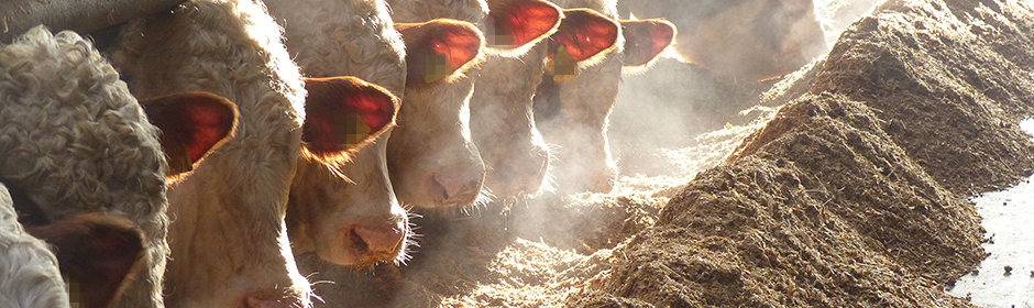 Fleckvieh bulls in Germany