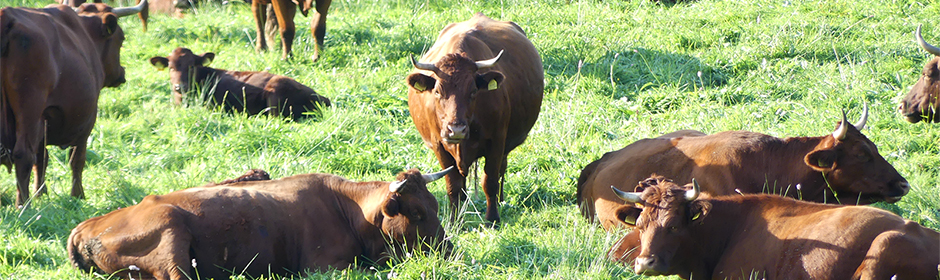 Suckler-cows on pasture in Germany