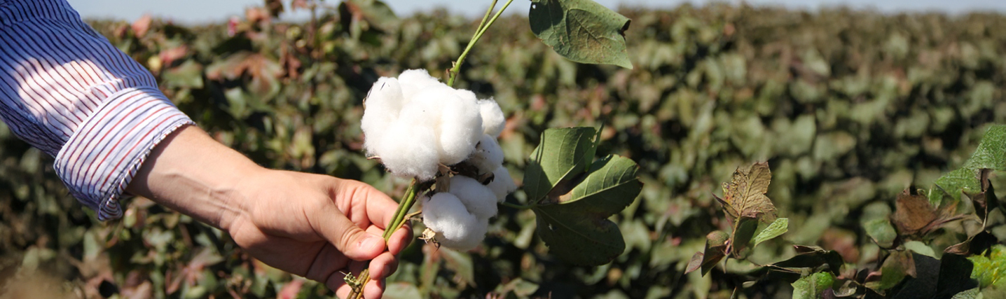 Brazil Hand holding a cotton branch in a field