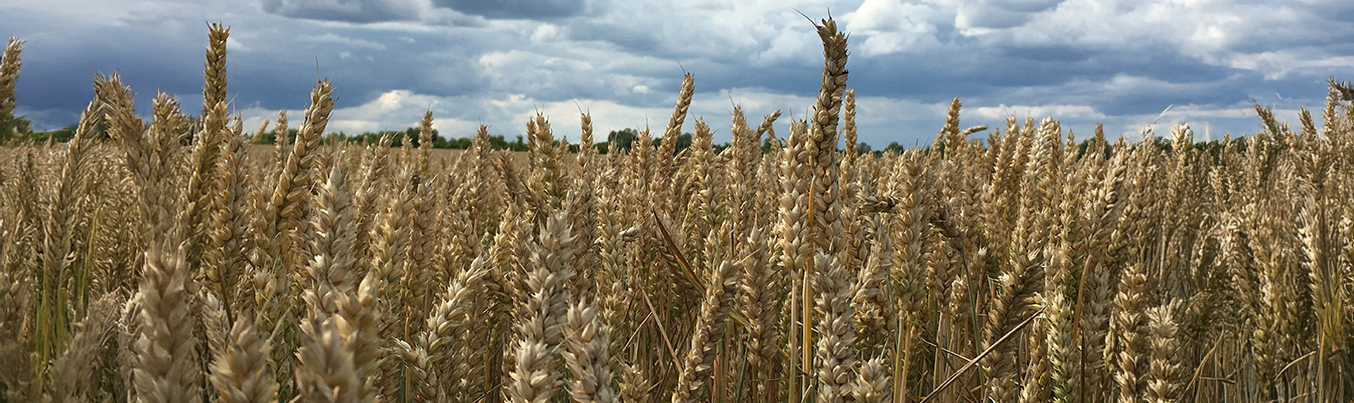 Germany Close-up of golden wheat heads in a field under a cloudy sky