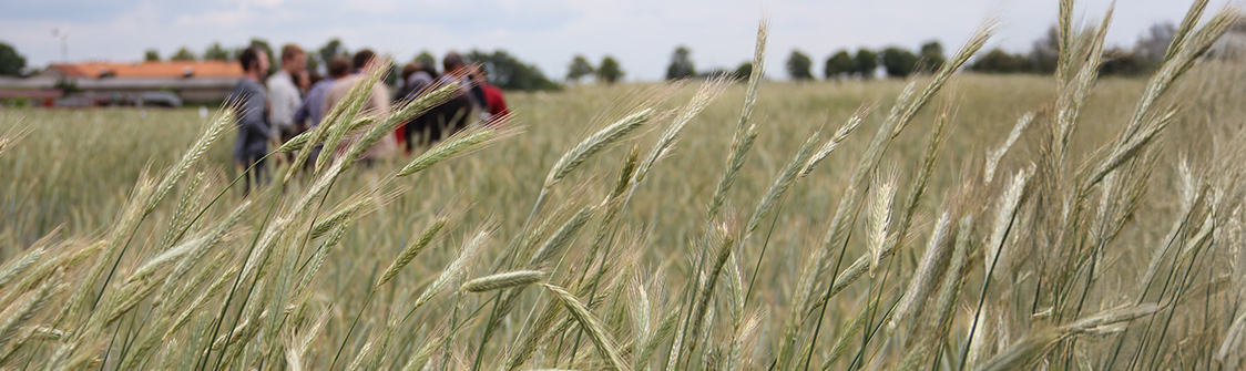 Germany green grain swaying in the wind, with a blurred group of people standing in the field and farm buildings in the background