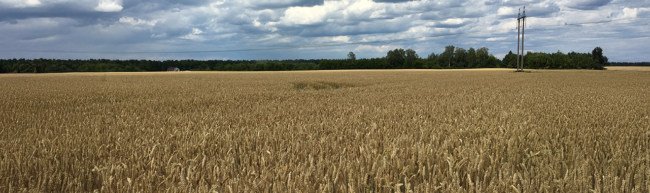 Germany wheat field under a partly cloudy sky with trees in the distance