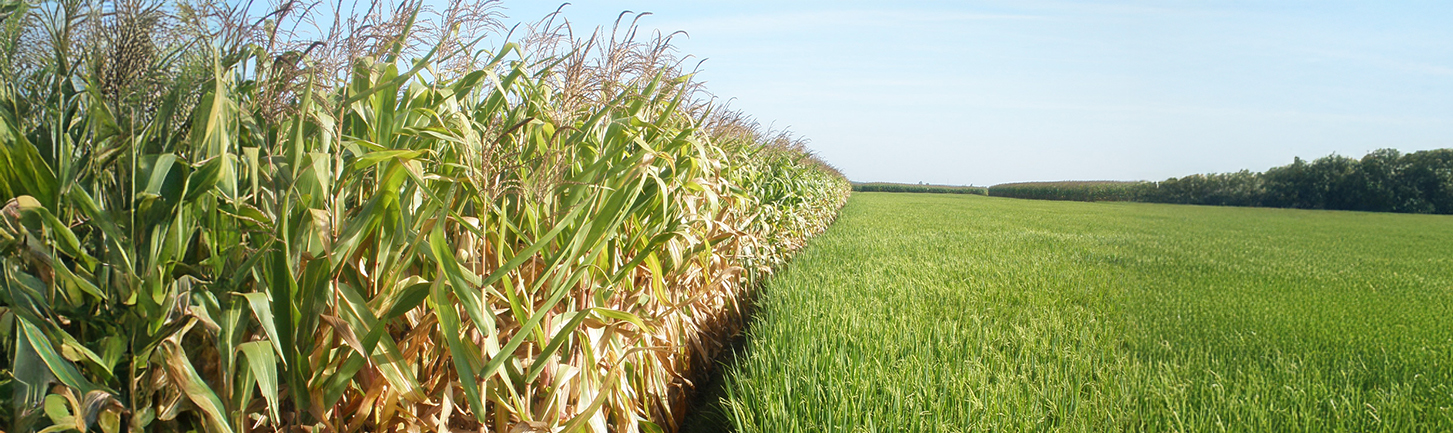 Vietnam Corn plants next to a green rice field under a clear blue sky