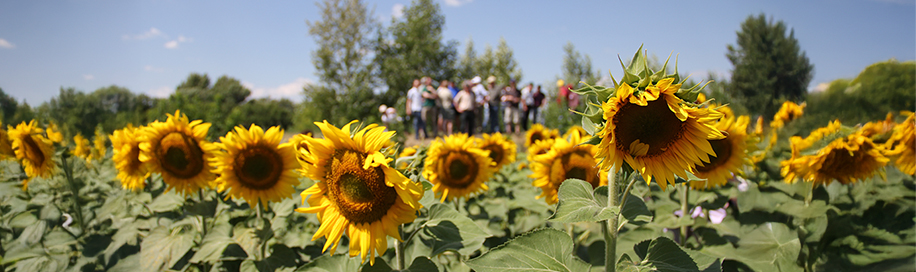 Russia field of sunflowers in the foreground with a group of people standing in the blurred background under a blue sky