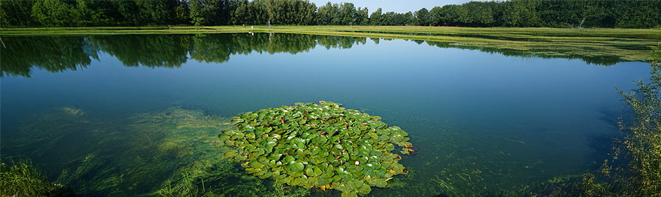 Carp pond farming in the Lusatia region in Germany