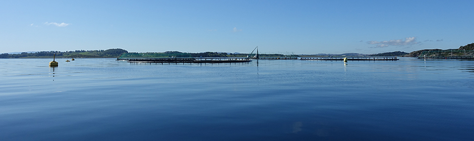 Salmon farming in net pens in a Norwegian fjord