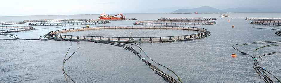Sea bass and gilthead seabream farming in net cages off the Turkish coast
