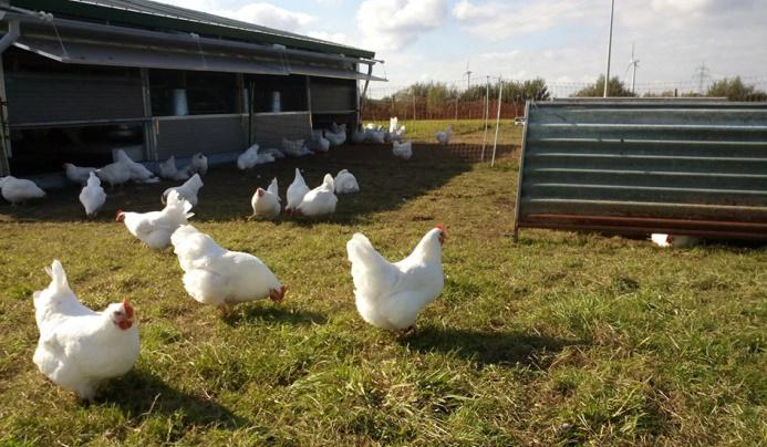laying hen farming