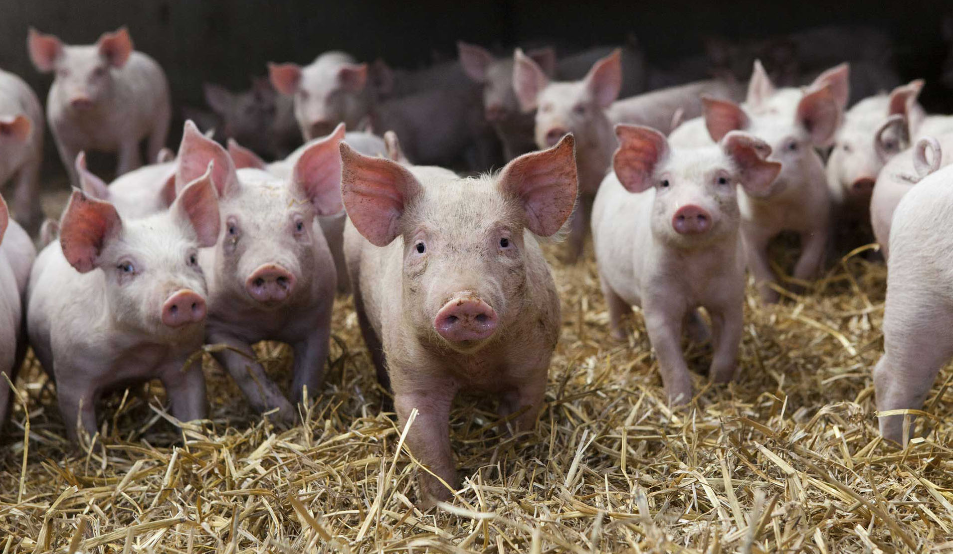 piglets in straw