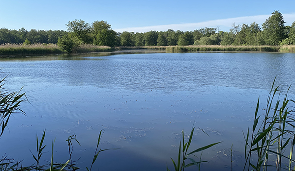 Carp pond farming in the Lusatia region in Germany