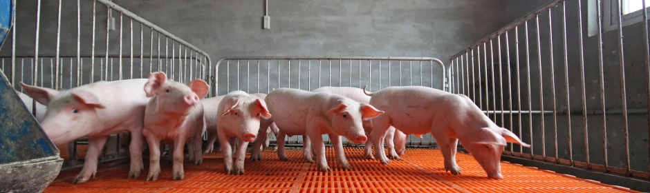 rearing pigs on flat deck