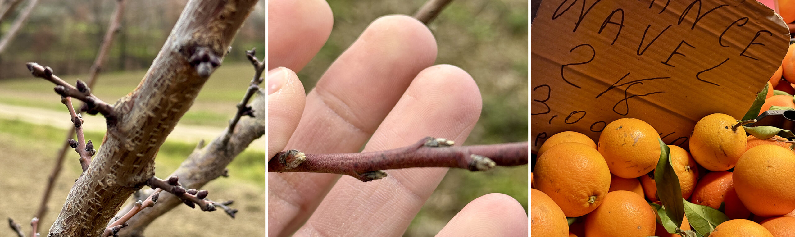 Collage of an orange tree, an orange shoot on a hand, and navel oranges